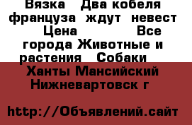  Вязка ! Два кобеля француза ,ждут  невест.. › Цена ­ 11 000 - Все города Животные и растения » Собаки   . Ханты-Мансийский,Нижневартовск г.